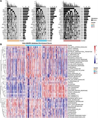 Applying machine learning algorithms to develop a survival prediction model for lung adenocarcinoma based on genes related to fatty acid metabolism